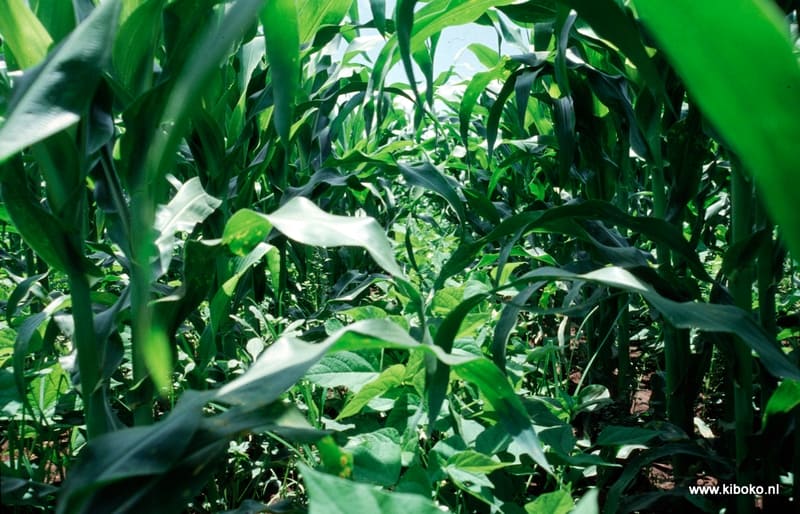 Maize bean intercrop 2 months Tanzania