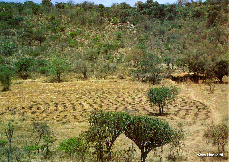Dung manure heaps maize Dongobesh, Tanzania