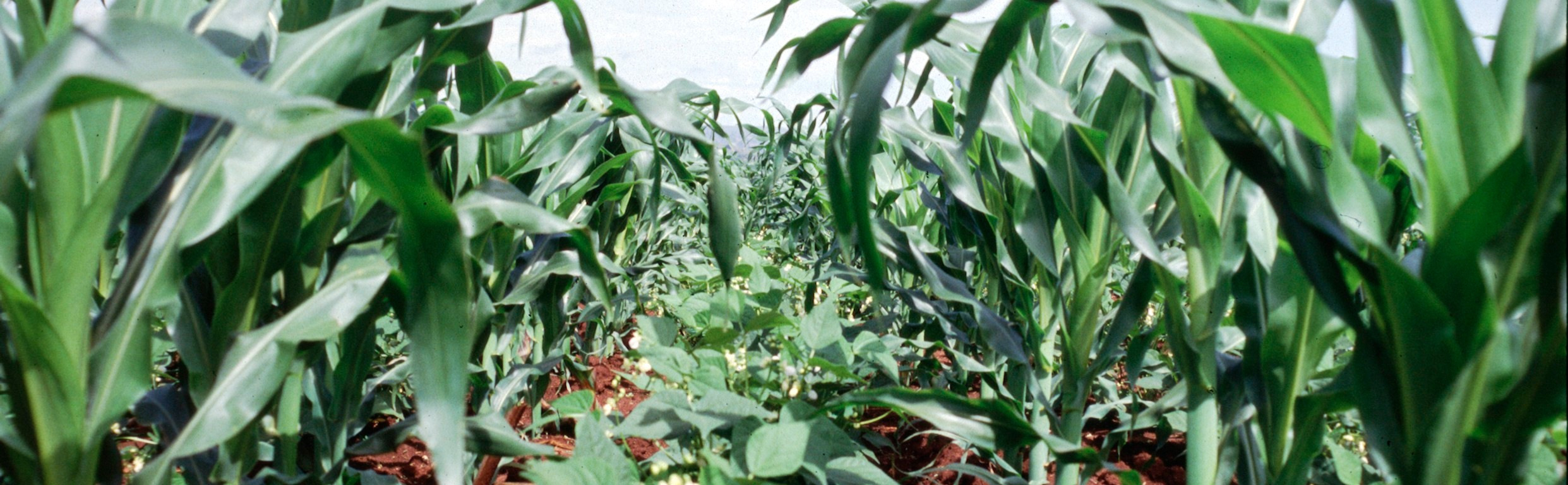 Maize-Bean intercrop