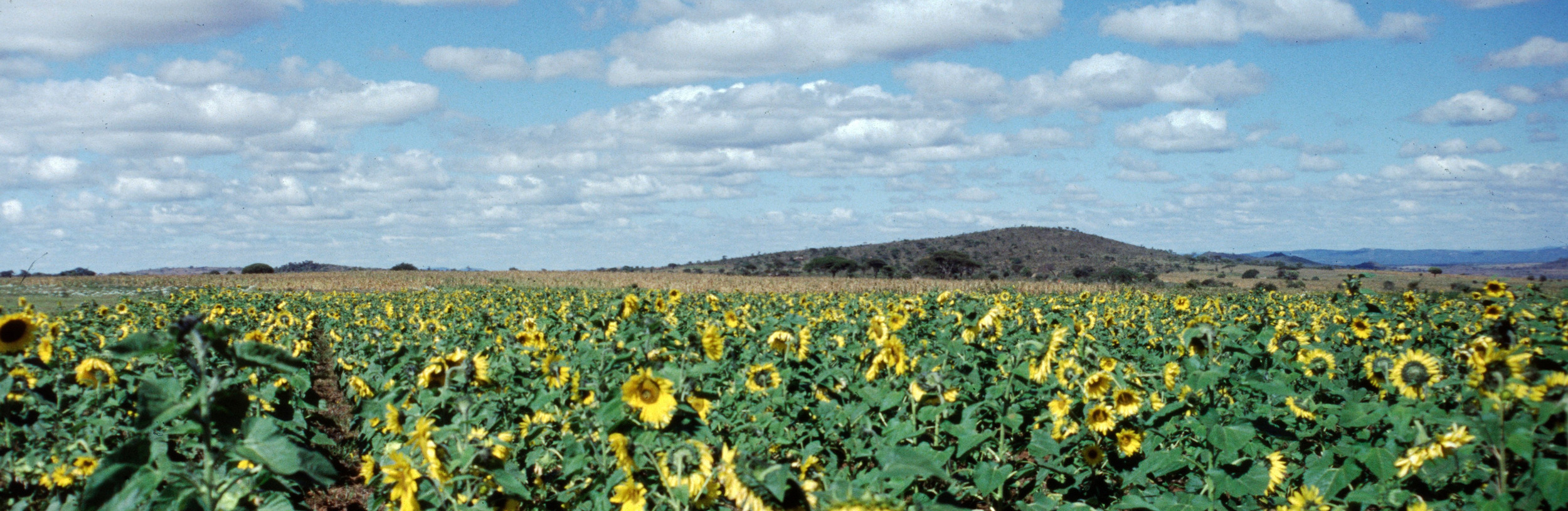 Sunflower field