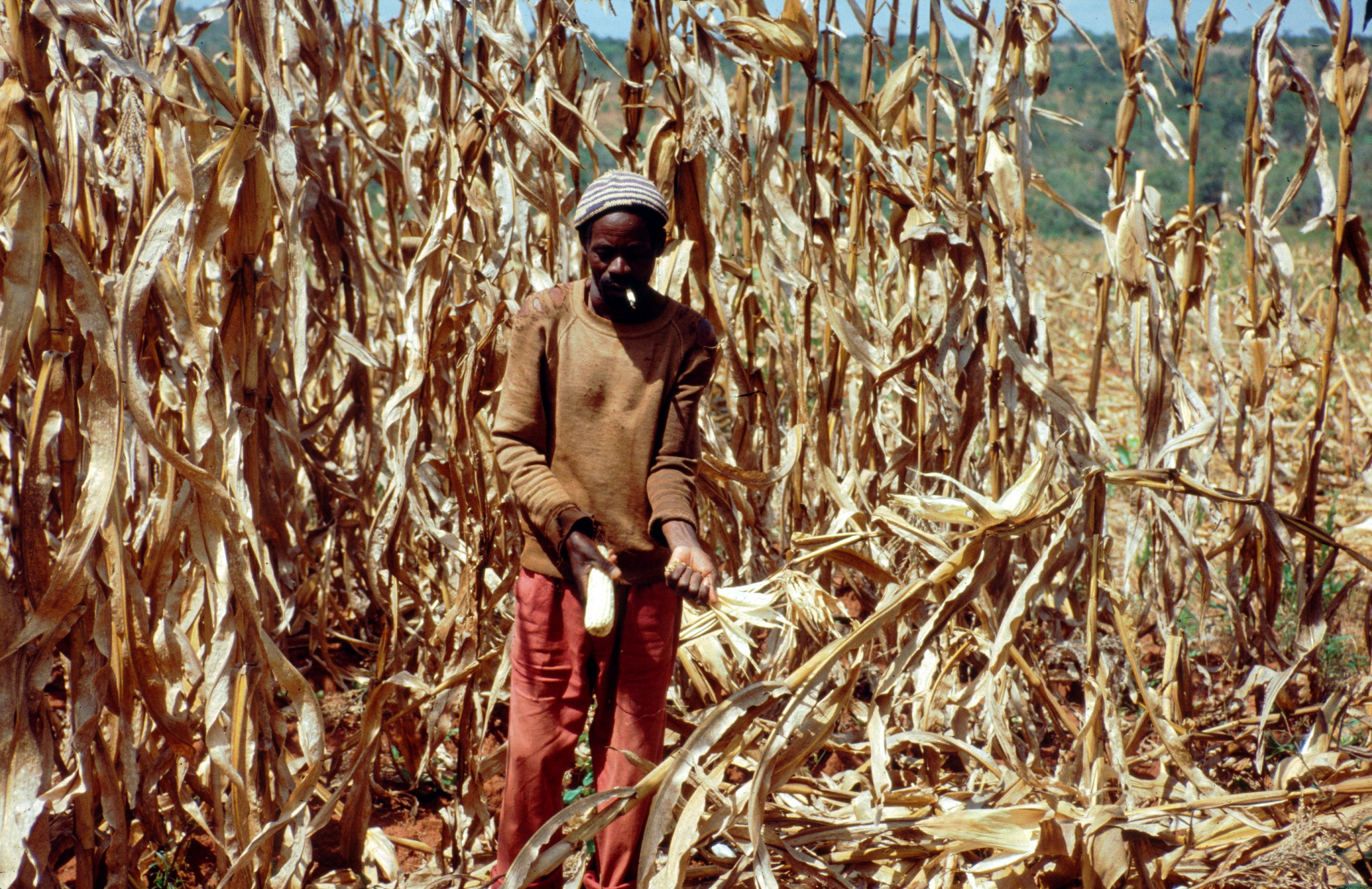 harvesting maize by hand