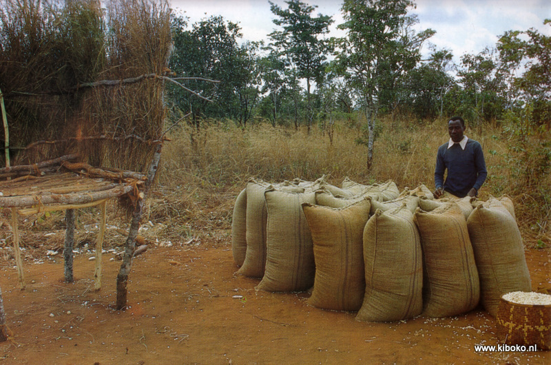 Maize harvested in bags Songea, Tanzania