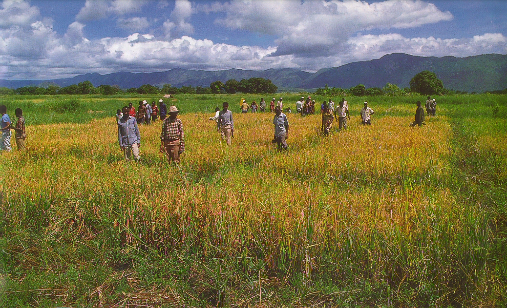 Rice trial Magugu Tanzania